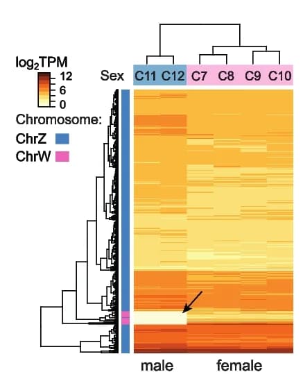 Open access visualization of Heatmap, Clustered, Hierarchical Clustering, Sex Chromosome Gene Expression, Fibroblast Sex Identity