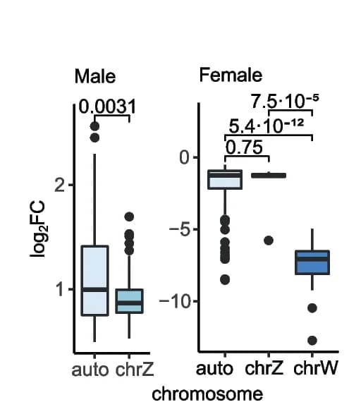 Open access visualization of Box Plot, Expression Fold Changes, Genes, Chicken Sex Chromosomes, Autosomes