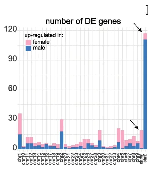 Open access visualization of Stacked Bar Plot, Differentially Expressed Genes, Male, Female, Chicken Chromosomes