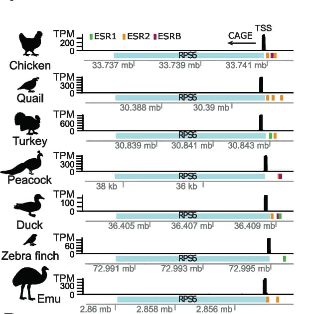 Open access visualization of Bar Plot, RPS6, Genomic view, TSS peak, Isoform