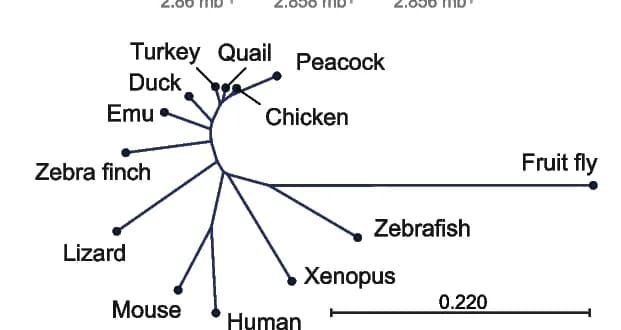 Open access visualization of Network, Pathway, Phylogenetic tree, RPS6, Nucleotide sequences alignment