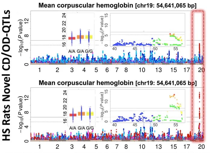 Open access visualization of Manhattan Plot, Scatter Plot, Box Plot, Mean Corpuscular Hemoglobin, HS Rats