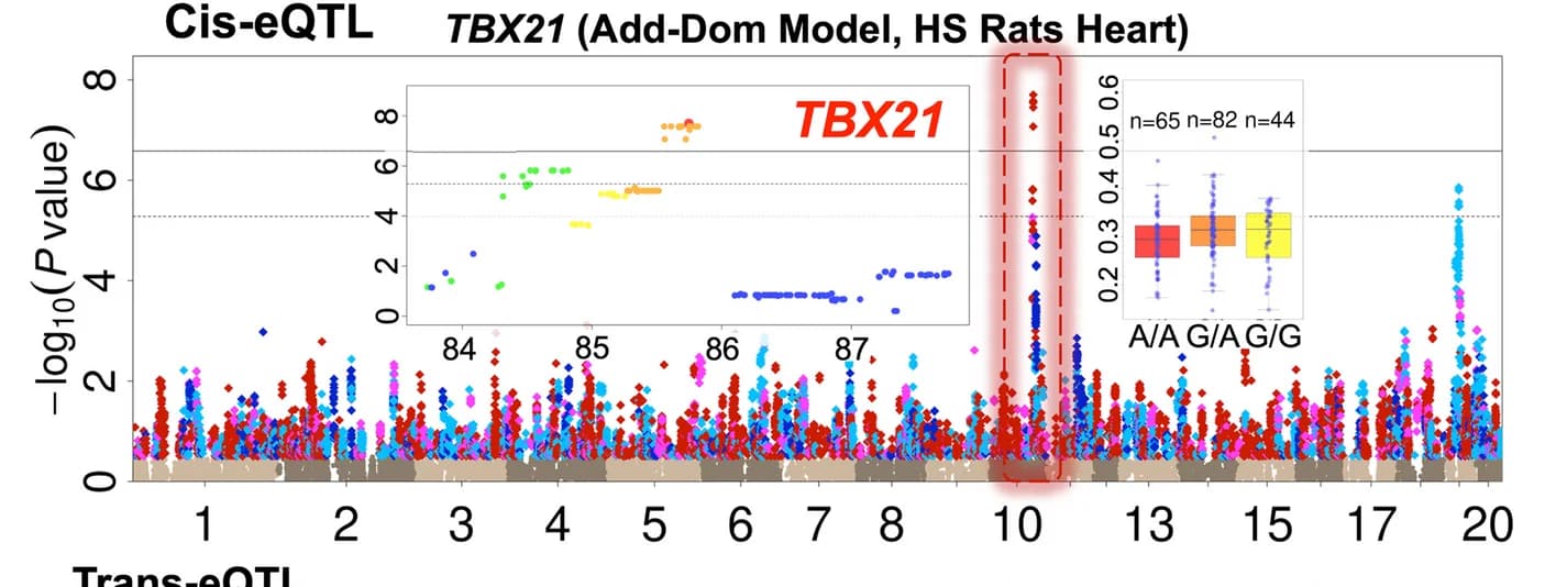 Open access visualization of Manhattan Plot, Scatter Plot, Box Plot, cis-eQTLs, Hotspot