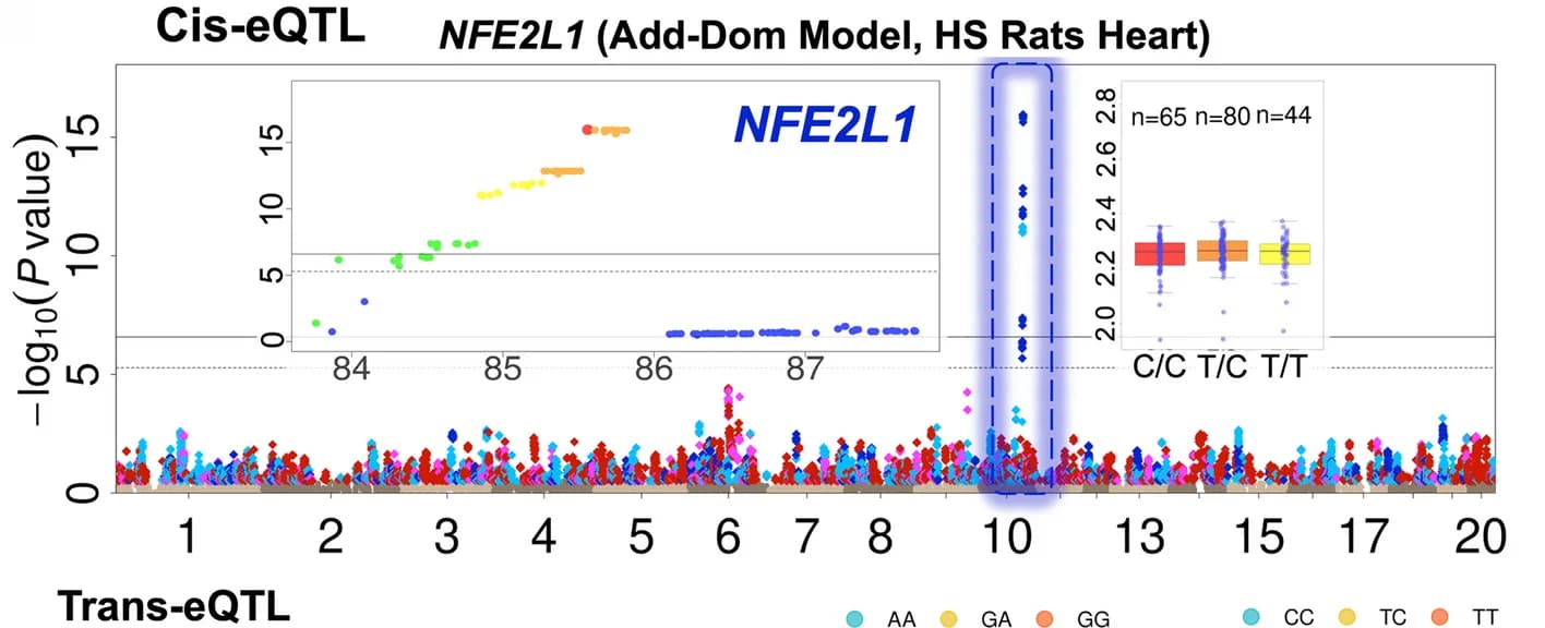Open access visualization of Manhattan Plot, Box Plot, Scatter Plot, cis-eQTLs, Hotspot