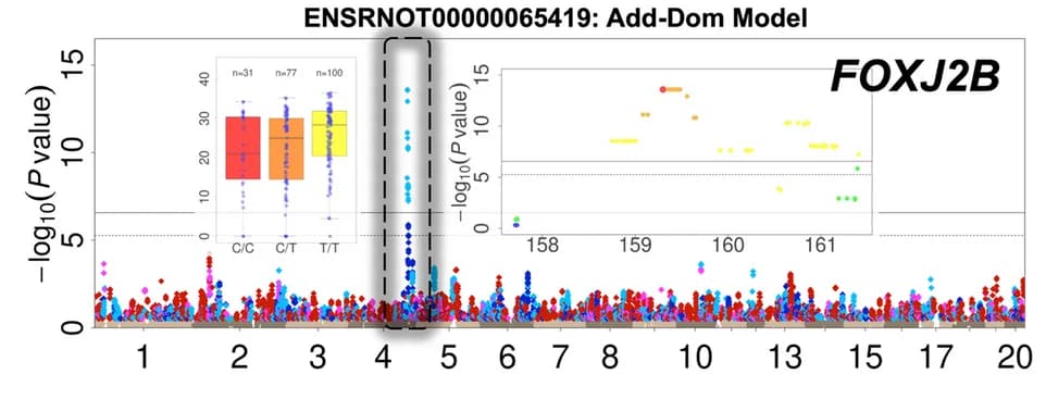Open access visualization of Manhattan Plot, Box Plot, Scatter Plot, Manhattan Plots, Isoforms