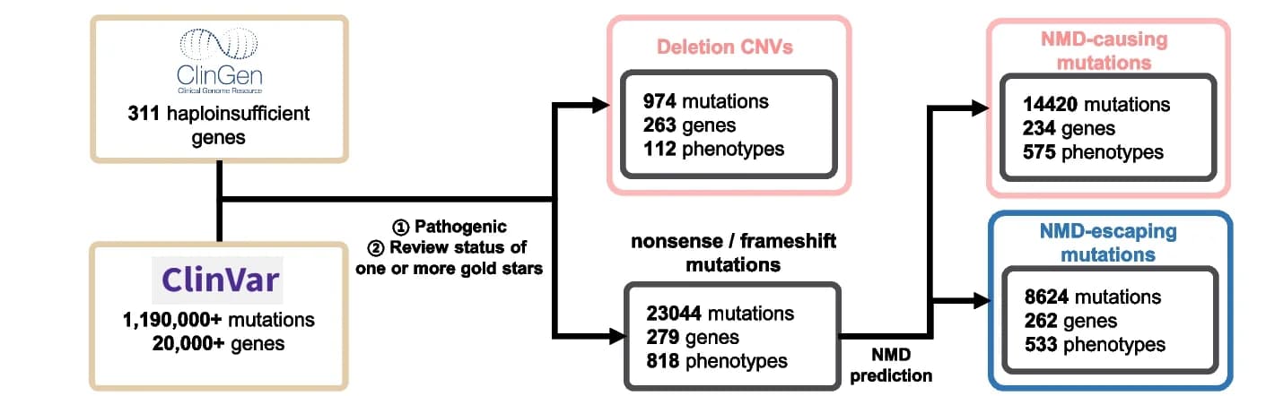 Open access visualization of Workflow, Flowchart, Haploinsufficiency, Mutations, ClinVar Database