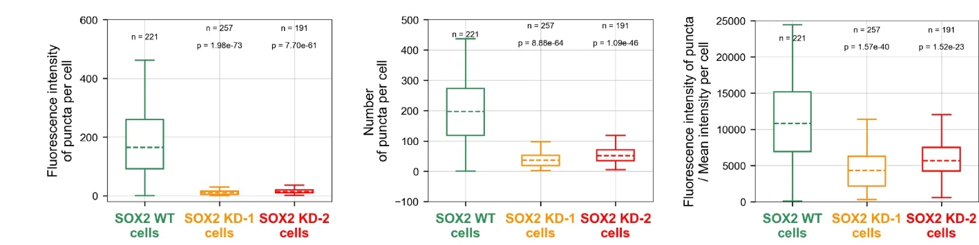 Open access visualization of Box Plot, Fluorescence Intensity, Wild-Type Cells, Knockdown Cells, Statistical Analysis