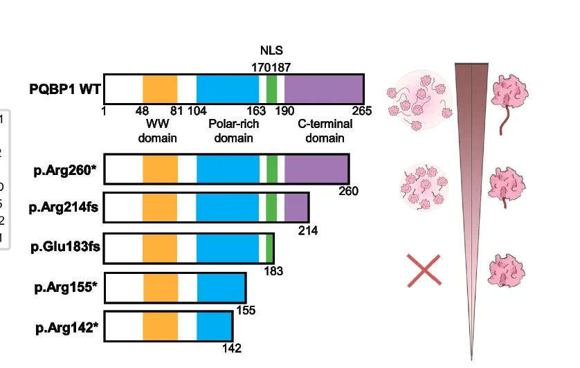 Open access visualization of Illustration, PQBP1 Protein, Protein Domains, Wild-Type, Mutant
