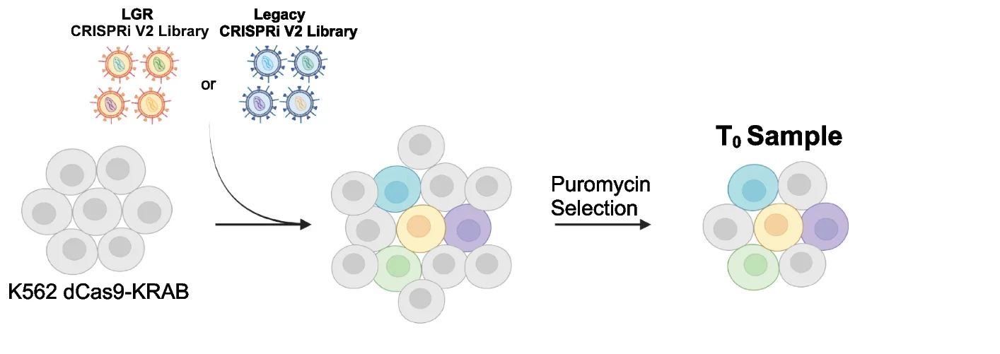 Open access visualization of Workflow, Flowchart, Illustration, Transduction, CRISPRi