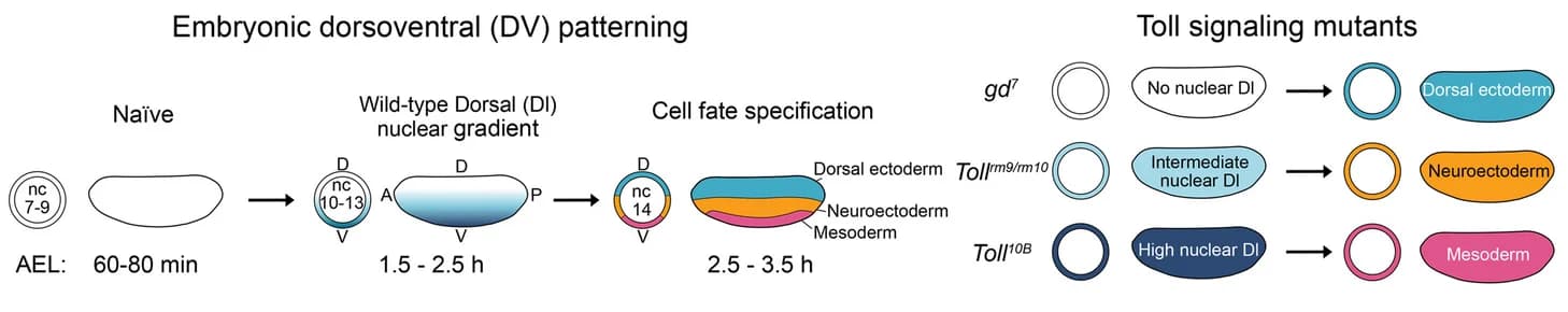 Open access visualization of Workflow, Illustration, Embryonic DV Patterning, Transcription Factor Dorsal, Zygotic Genome Activation
