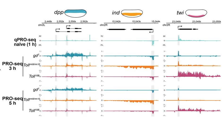 Open access visualization of Line Plot, Genome Browser Shots, PRO-seq, Promoters