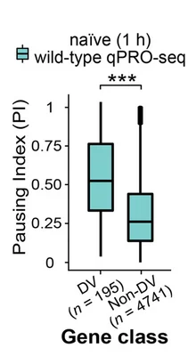 Open access visualization of Box Plot, Pausing Index, DV-Regulated Genes, Non-DV-Regulated Genes, qPRO-seq