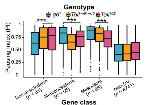 Open access visualization of Box Plot, Pausing Index, DV-Regulated Genes, PRO-seq, Toll Mutants