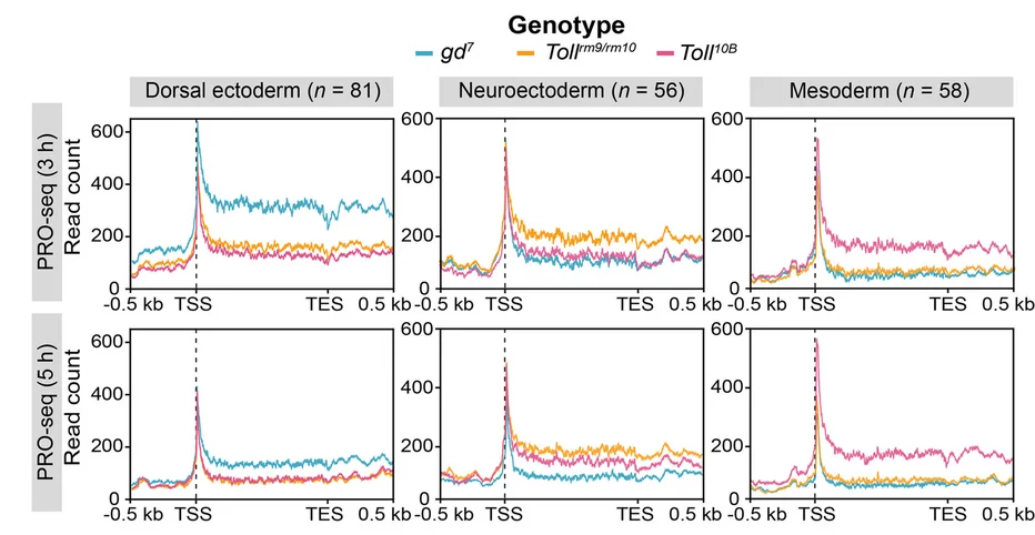 Open access visualization of Line Plot, Metagene Plots, Toll Mutant, PRO-seq, DV-Regulated Genes