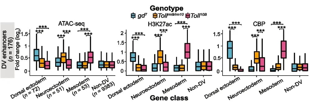 Open access visualization of Box Plot, Fold Change, ATAC-seq, CBP, H3K27ac