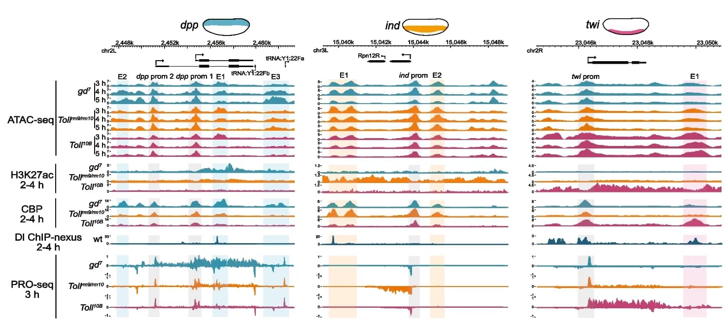 Open access visualization of Line Plot, Density Plot, Genome Browser, Toll Mutants, ATAC-seq