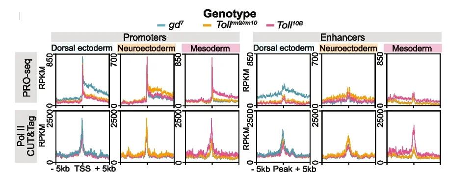 Open access visualization of Line Plot, Metagene Profiles, Toll Mutants, PRO-seq, Pol II