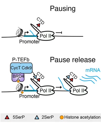 Open access visualization of Workflow, Illustration, P-TEFb, CycT, CDK9