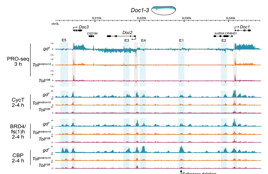 Open access visualization of Line Plot, Toll Mutant, PRO-seq, CBP, ChIP-seq