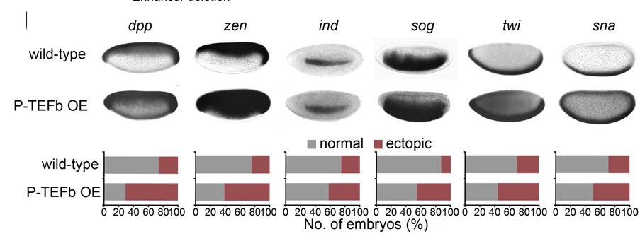 Open access visualization of Bar Plot, Stacked Bar Plot, Microscopy, In Situ Hybridization, Wild-Type Embryos