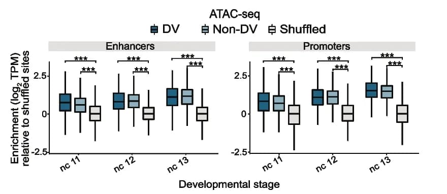 Open access visualization of Box Plot, ATAC-seq, DV Enhancers, Non-DV Enhancers, Promoters