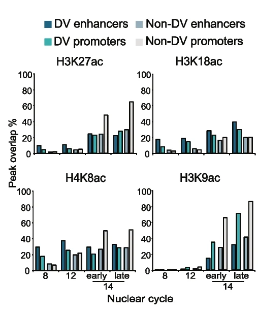 Open access visualization of Clustered, DV Enhancers, Non-DV Enhancers, Promoters, ChIP-seq