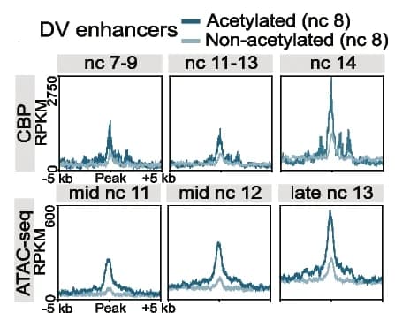 Open access visualization of Line Plot, Density Plot, CBP, CUT&Tag, ATAC-seq