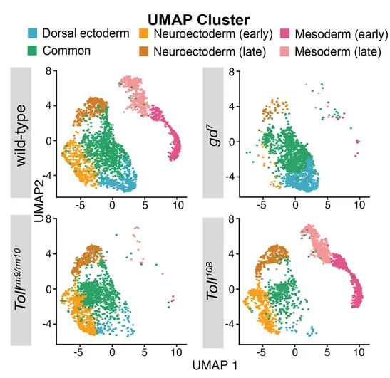 Open access visualization of Scatter Plot, UMAP, Single-Cell RNA-Seq, scRNA-Seq, DV Genes