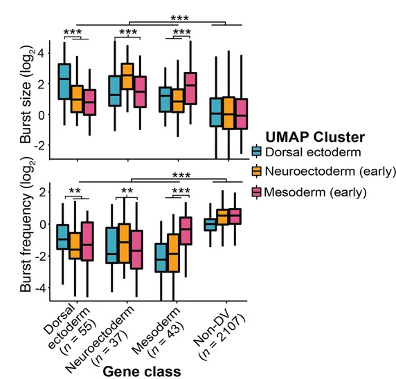 Open access visualization of Box Plot, Boxplots, Burst Size, Burst Frequency, DV Genes