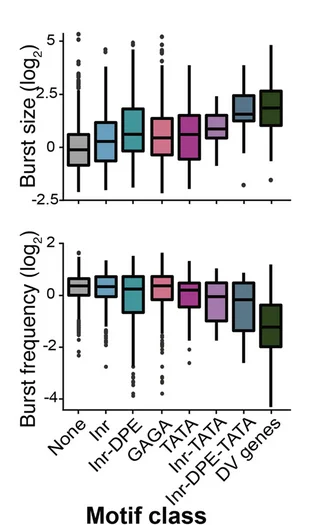 Open access visualization of Box Plot, Boxplots, Burst Size, Burst Frequency, Promoter Motifs