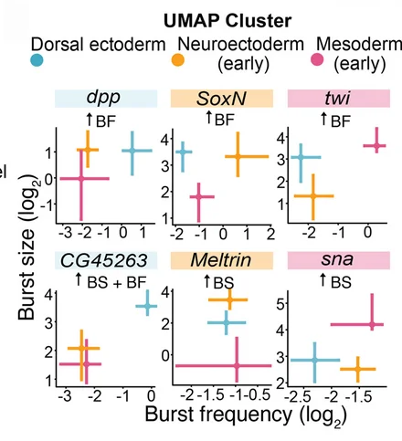 Open access visualization of Scatter Plot, Error Bars, UMAP, Transcriptional Kinetics, DV Genes