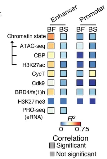 Open access visualization of Heatmap, Coefficient of Determination, Genomic Datasets, DV Enhancers, Promoters