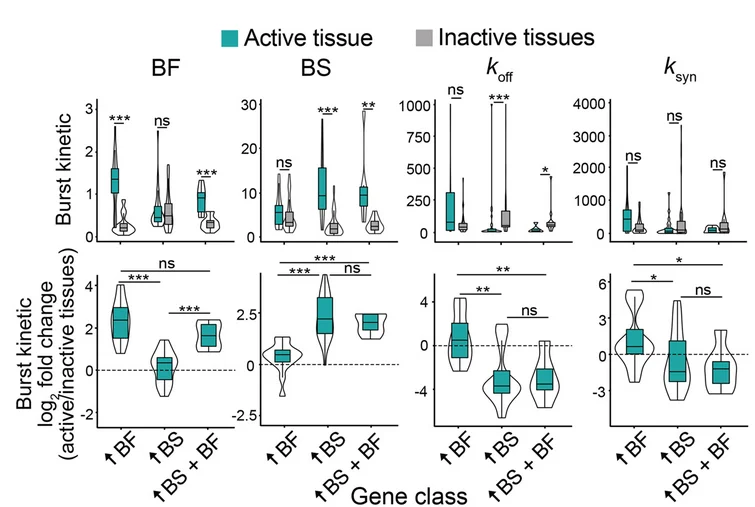 Open access visualization of Violin Plot, Box Plot, Boxplots, Transcriptional Kinetics, DV Genes