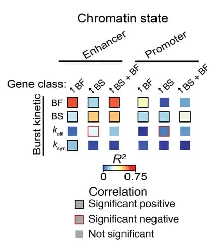 Open access visualization of Heatmap, Coefficient of Determination, Chromatin State, DV Enhancers, Promoters