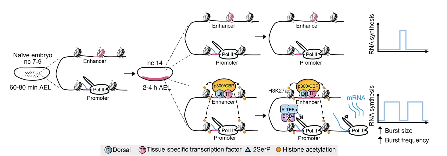 Open access visualization of Workflow, Line Plot, Illustration, Schematic Model, Tissue-Specific