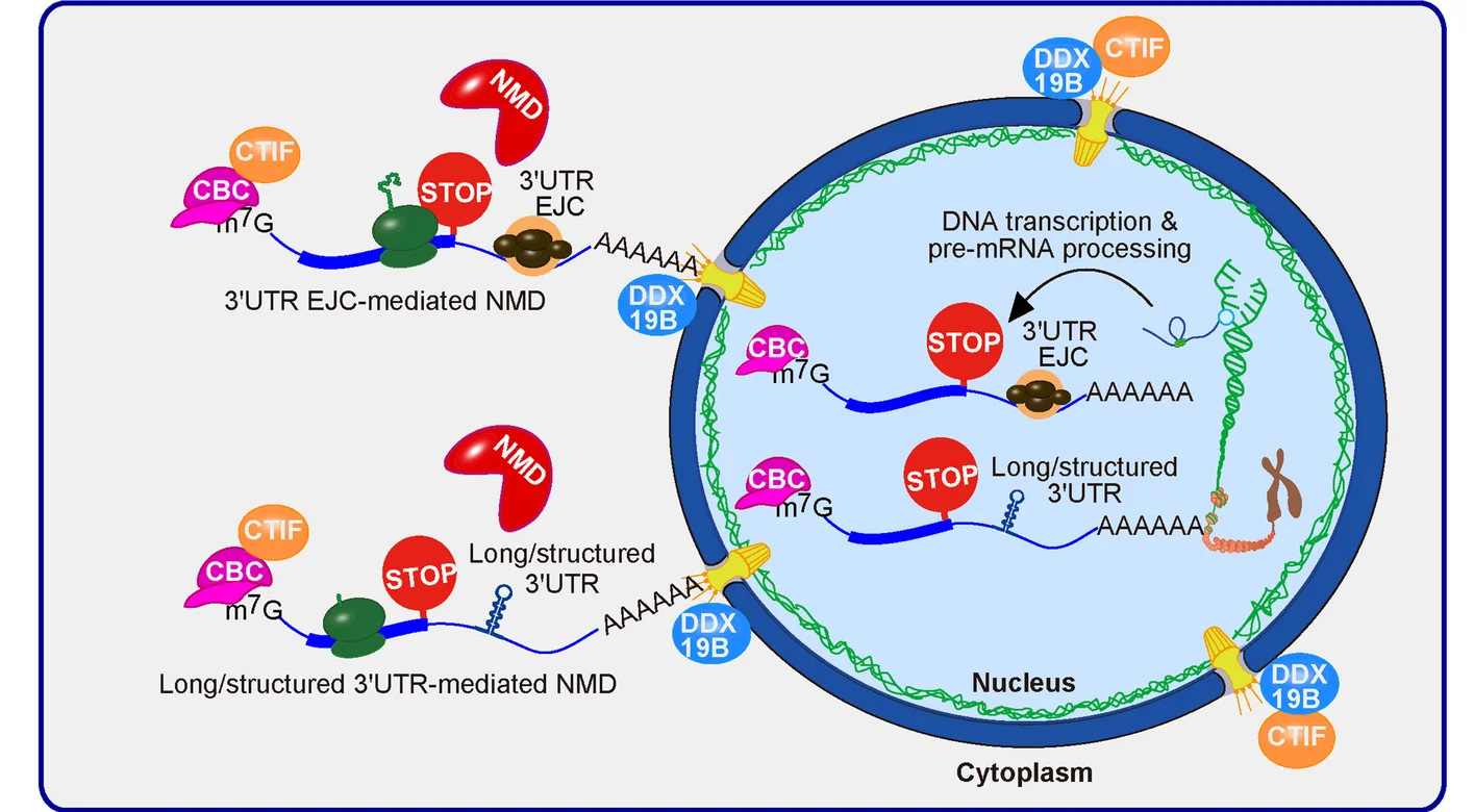 Open access visualization of Workflow, Illustration, NMD, mRNA, CBC