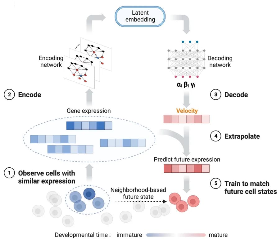 Open access visualization of Workflow, Flowchart, DeepVelo Neural Network Model, Query Cells, Graph Convolutional Network