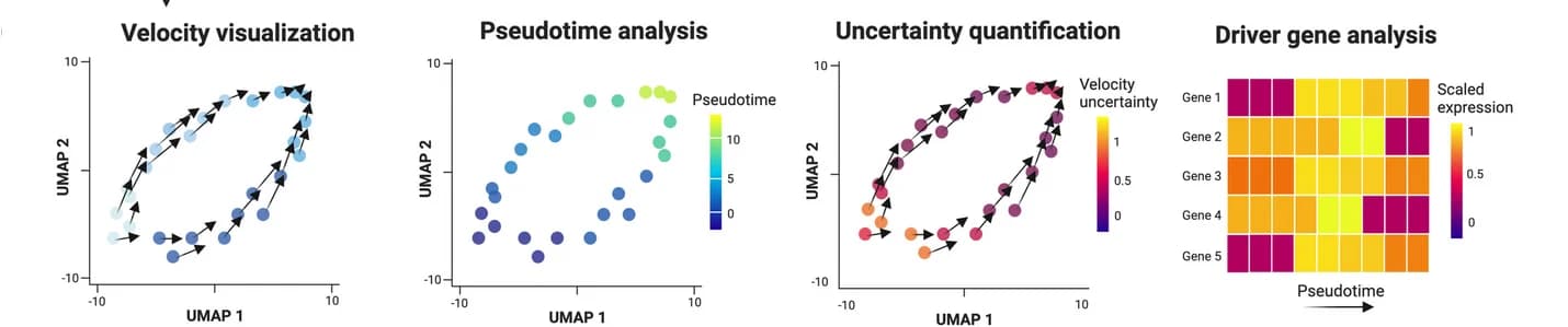 Open access visualization of Scatter Plot, UMAP, Heatmap, Downstream Analyses, Velocity Results