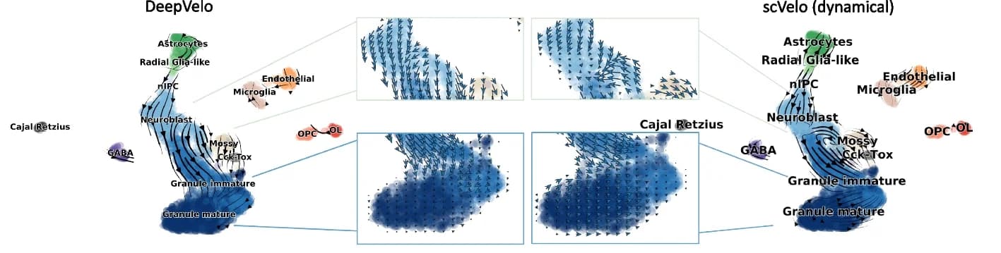 Open access visualization of Scatter Plot, UMAP, DeepVelo, scVelo, Dynamical Model