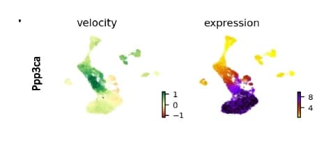 Open access visualization of UMAP, Velocity, Gene Expression, Ppp3ca, Cell Types