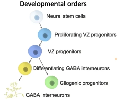 Open access visualization of Workflow, Flowchart, Cell Types, Hindbrain Development, Developmental Order
