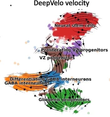Open access visualization of Scatter Plot, RNA Velocity, Gene Expression, Hindbrain Development, Cell Lineages