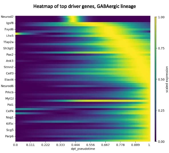 Open access visualization of Heatmap, Driver Genes, GABAergic Lineage, RNA Velocity, Pseudotime