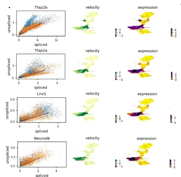 Open access visualization of Scatter Plot, Regression Plot, UMAP, Gene Phase Portrait, Gene Expression