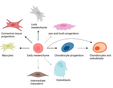 Open access visualization of Workflow, Flowchart, Mesenchymal, Chondrocyte, Lineage