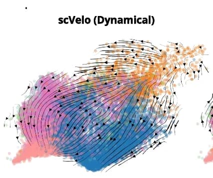 Open access visualization of Scatter Plot, RNA Velocity, Consistency, DeepVelo Model, scVelo Model