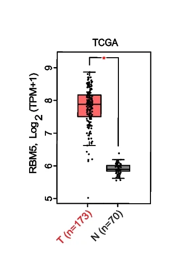 Open access visualization of Box Plot, Scatter Plot, RBM5, mRNA Expression, AML