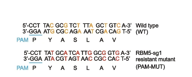 Open access visualization of Illustration, sgRNA-resistant cDNA, Mutagenesis, DNA Sequence, Amino Acids
