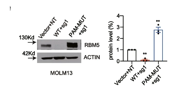 Open access visualization of Bar Plot, Gel, Error Bars, Immunoblotting, MOLM13 Cells