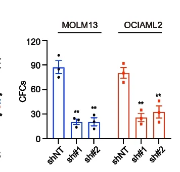 Open access visualization of Bar Plot, Error Bars, Colony Formation Assay, MOLM13 Cells, OCIAML2 Cells